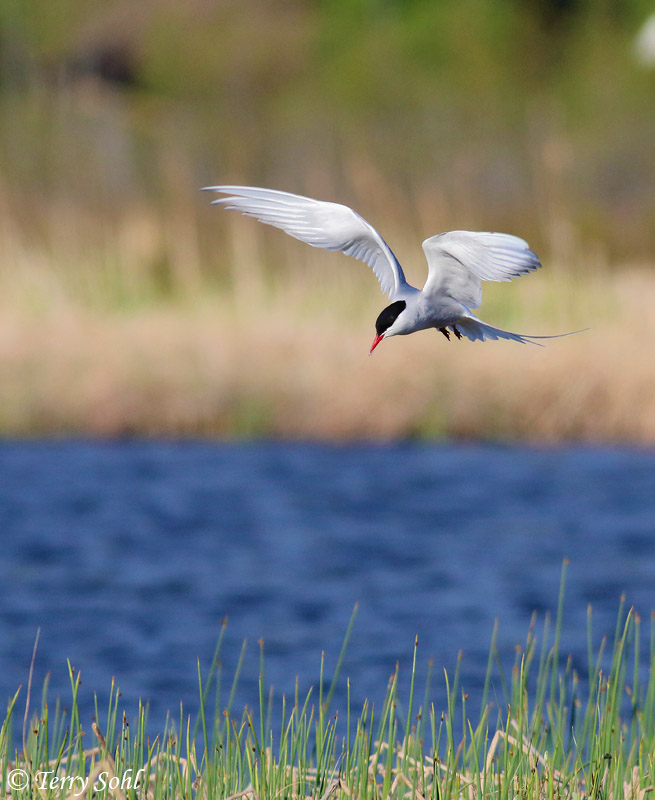 Arctic Tern - Sterna paradisaea