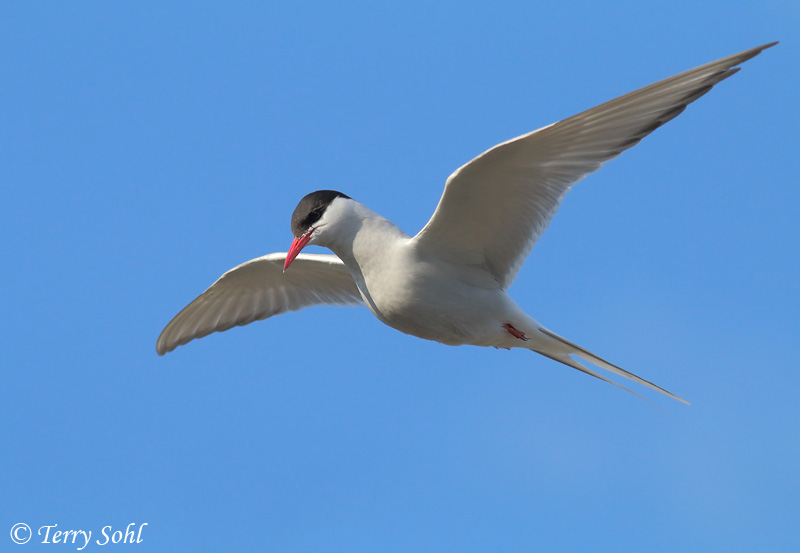 Arctic Tern - Sterna paradisaea