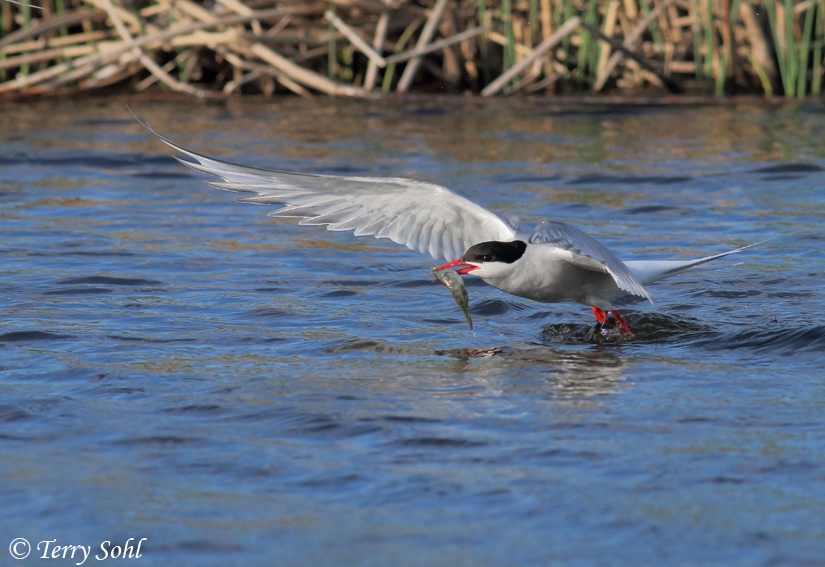 Arctic Tern - Sterna paradisaea