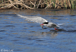 Arctic Tern - Sterna paradisaea
