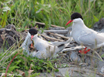 Arctic Tern - Sterna paradisaea