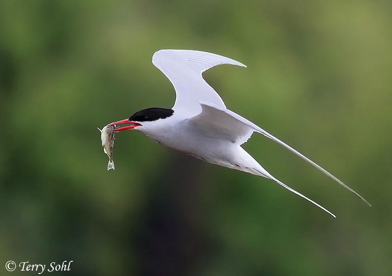 Arctic Tern - Sterna paradisaea