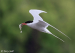 Arctic Tern - Sterna paradisaea