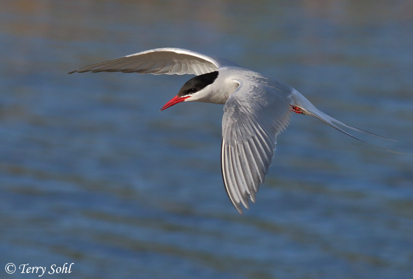 Arctic Tern - Sterna paradisaea