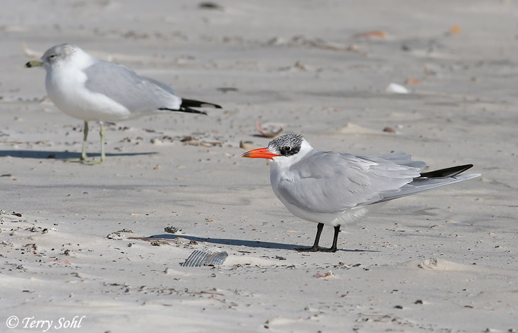 Caspian Tern - Hydroprogne caspia