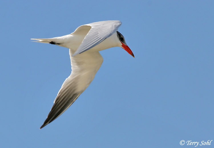 Caspian Tern - Hydroprogne caspia