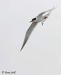 Forster's Tern 2 - Sterna forsteri