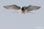 Forster's Tern 6 - Sterna forsteri
