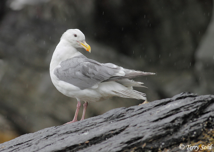 Glaucous-winged Gull - Larus glaucescens