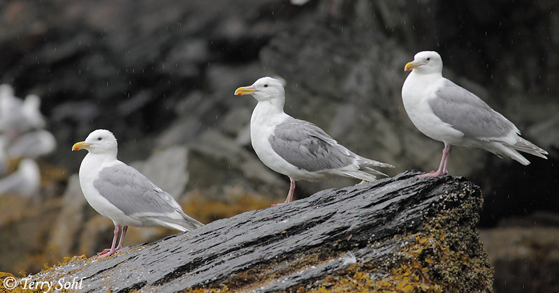 Glaucous-winged Gull - Larus glaucescens