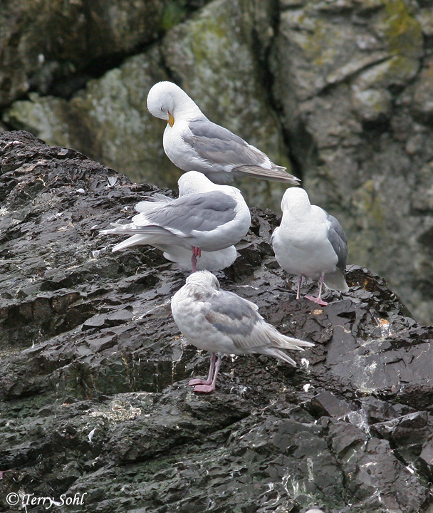 Glaucous-winged Gull - Larus glaucescens