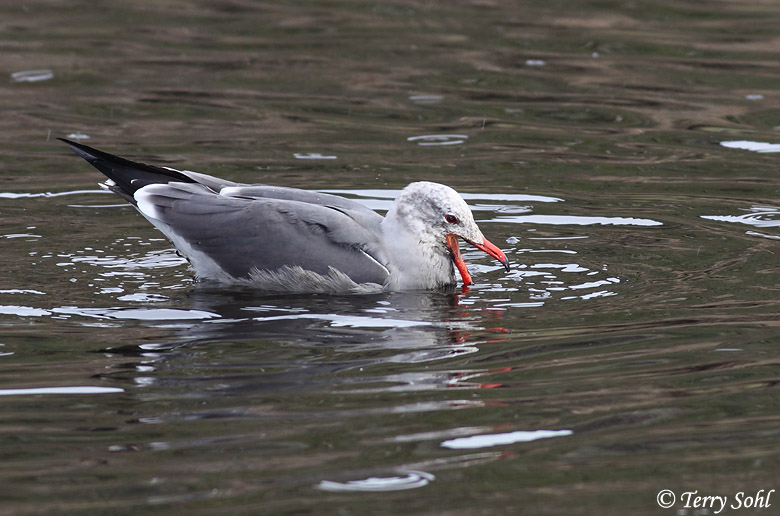 Heermann's Gull - Larus heermanni