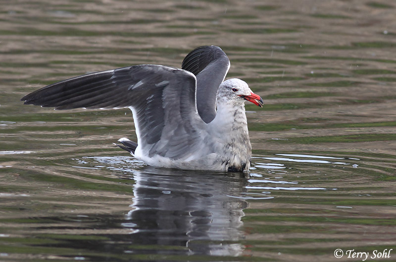 Heermann's Gull - Larus heermanni