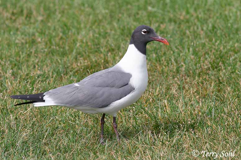 Laughing Gull - Larus atricilla