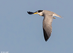 Least Tern 4 - Sternula antillarum