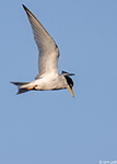 Least Tern 6 - Sternula antillarum