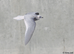 Ross's Gull - Rhodostethia rosea