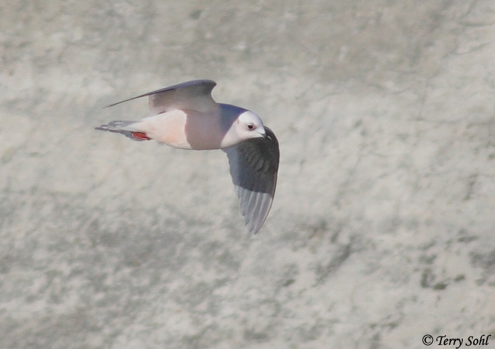 Ross's Gull - Rhodostethia rosea