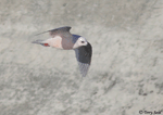 Ross's Gull - Rhodostethia rosea