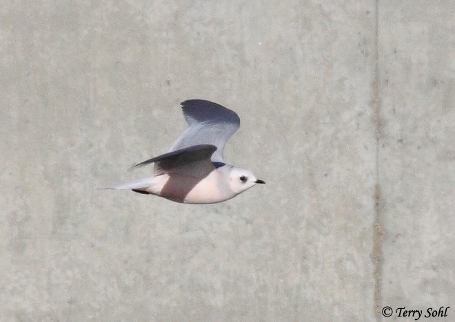 Ross's Gull - Rhodostethia rosea