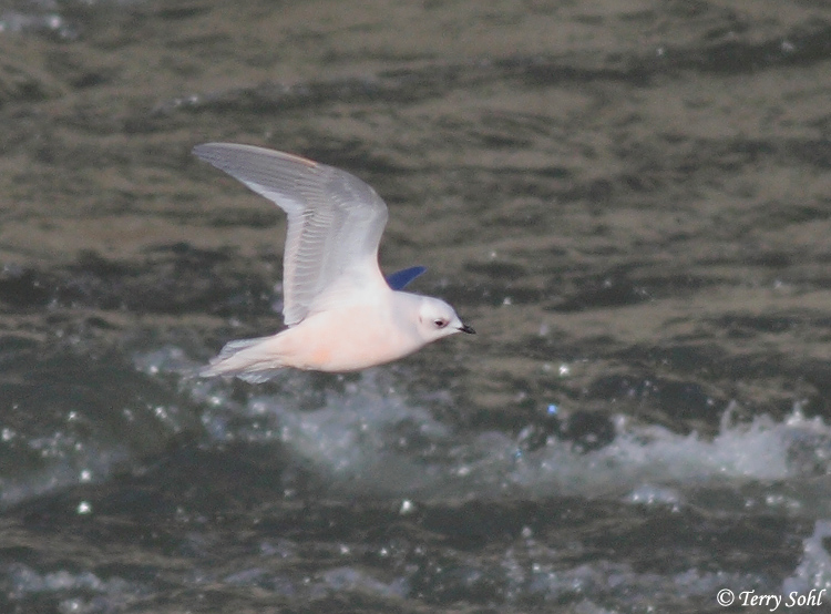 Ross's Gull - Rhodostethia rosea