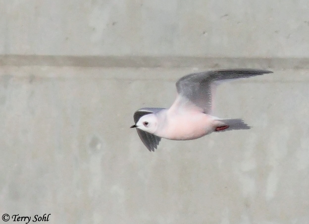 Ross's Gull - Rhodostethia rosea