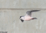 Ross's Gull - Rhodostethia rosea