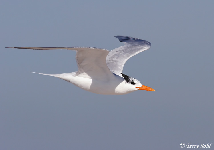 Royal Tern - Sterna maxima