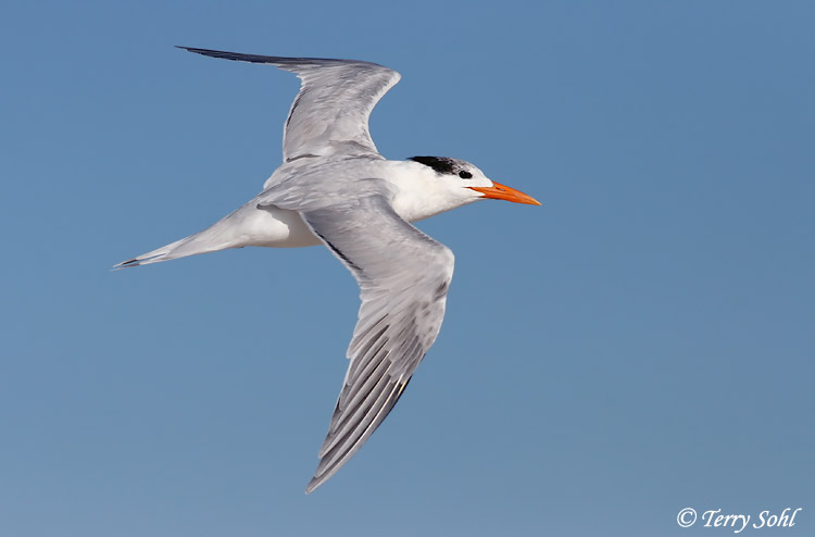 Royal Tern in Flight - Sterna maxima