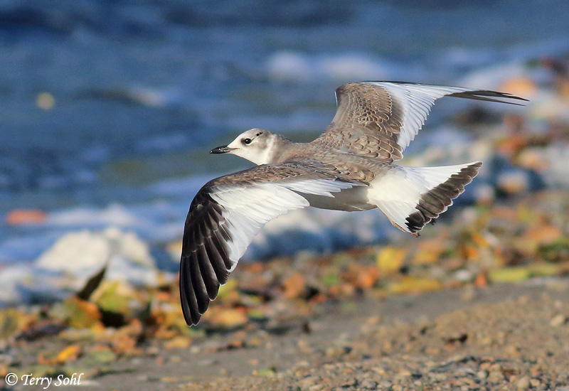 Sabine's Gull - Xema sabini