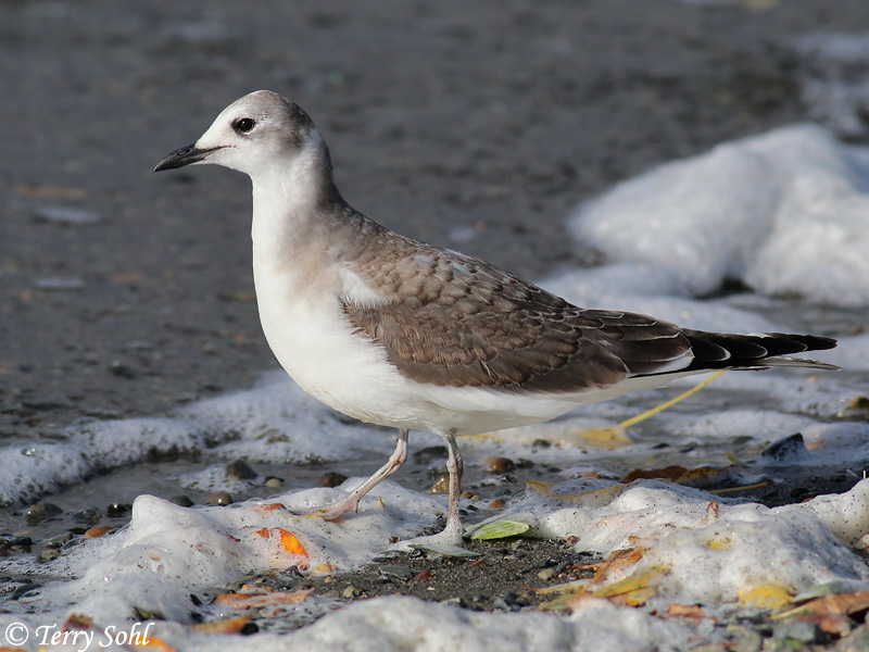 Sabine's Gull - Xema sabini
