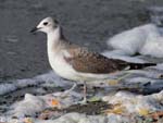Sabine's Gull - Xema sabini