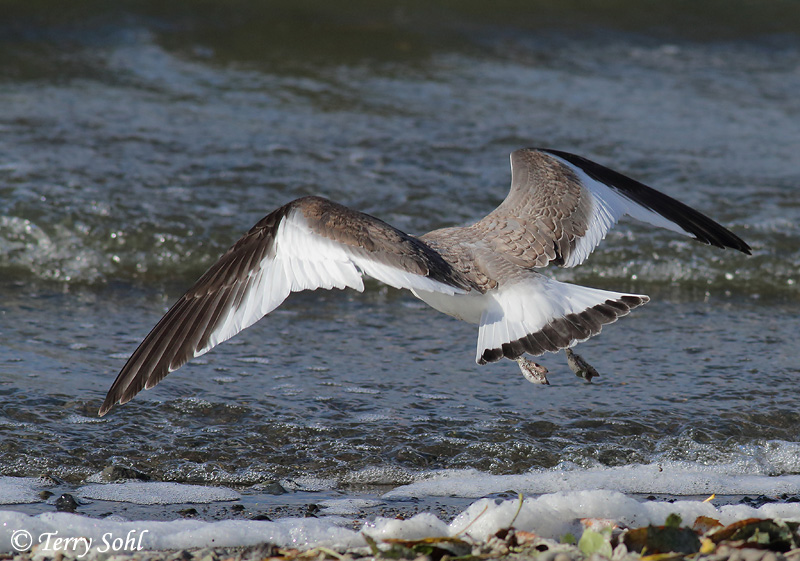 Sabine's Gull - Xema sabini