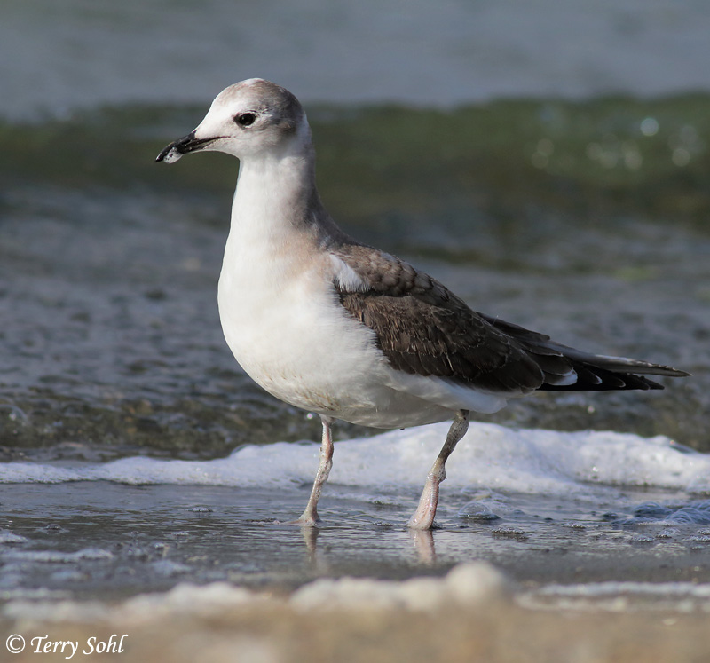 Sabine's Gull - Xema sabini