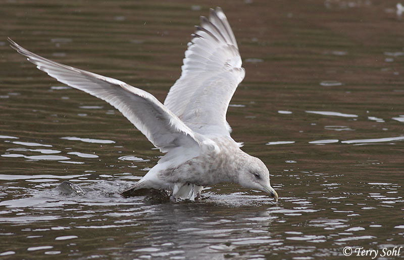 Thayer's Gull - Larus thayeri