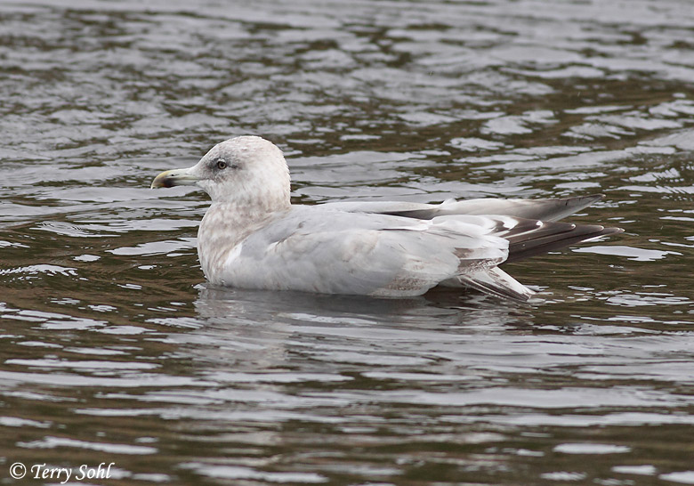 Thayer's Gull - Larus thayeri