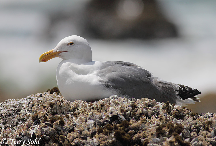 Western Gull - Larus occidentalis