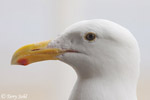 Western Gull - Larus occidentalis