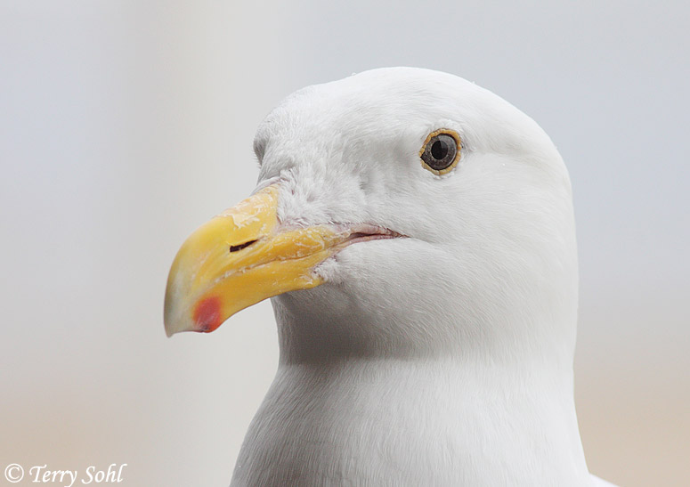 Western Gull - Larus occidentalis