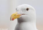 Western Gull - Larus occidentalis