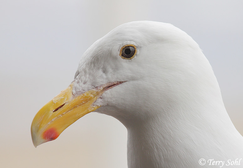 Western Gull - Larus occidentalis