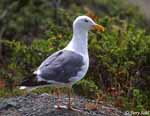 Western Gull - Larus occidentalis