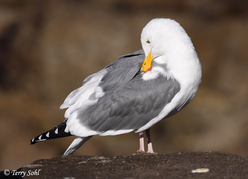 Western Gull - Larus occidentalis