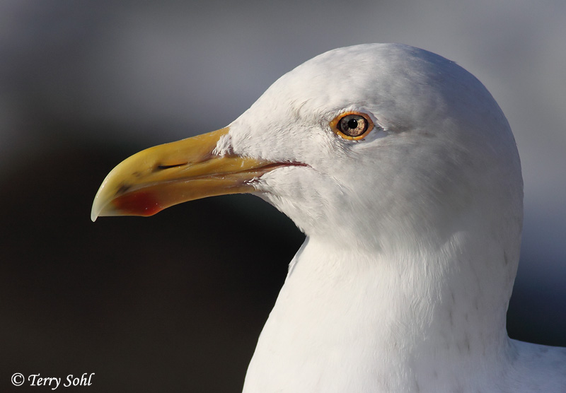Western Gull - Larus occidentalis
