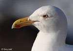 Western Gull - Larus occidentalis