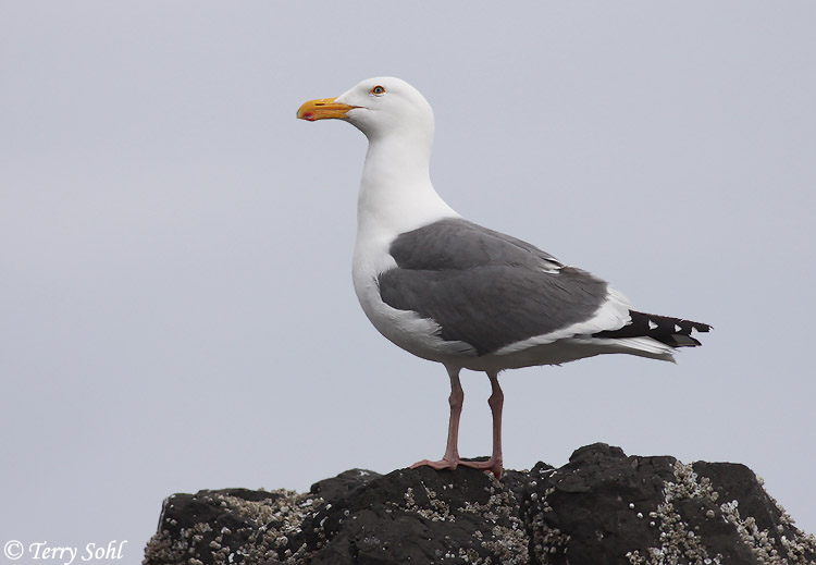 Western Gull - Larus occidentalis