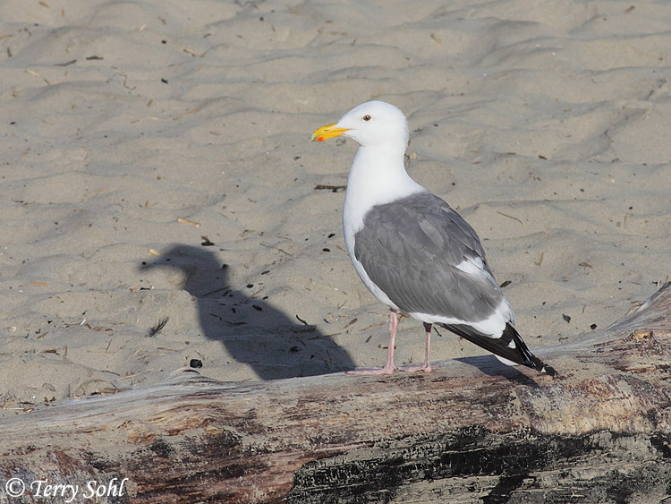 Western Gull - Larus occidentalis