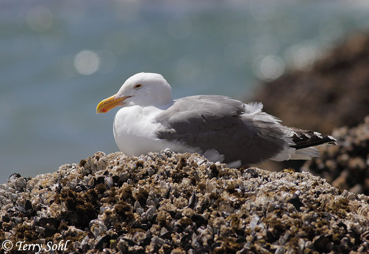 Western Gull - Larus occidentalis