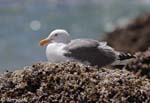 Western Gull - Larus occidentalis