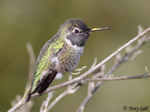 Anna's Hummingbird 10 - Calypte anna
